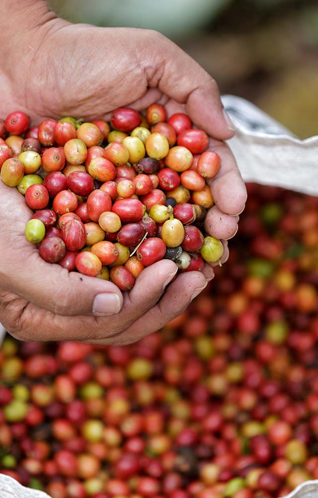 coffee cultivation