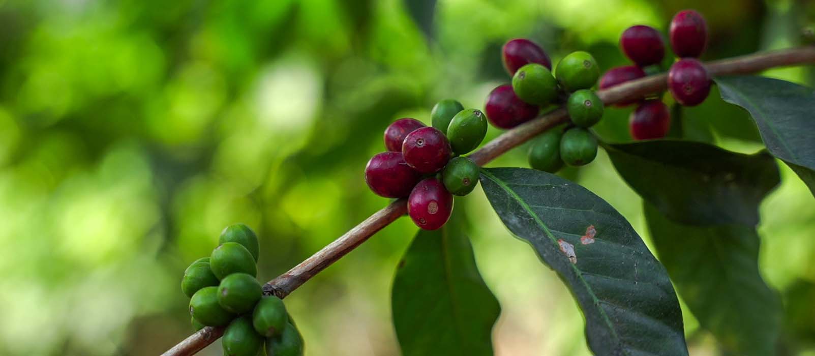 coffee cherries