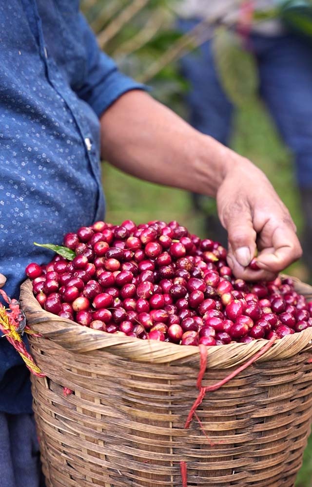 coffee cherries